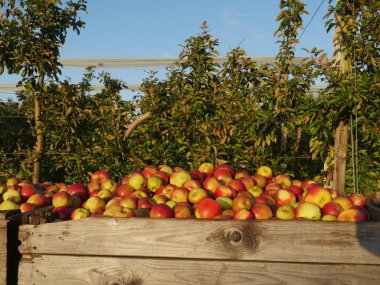 Elma yığını bir tarladaki ahşap bir sandıkta duruyor. Elmalar olgun ve toplanmaya hazır. Huzurlu ve huzurlu bir manzara. Elmalar ve ağaçlar bereket ve tazelik hissi veriyor.