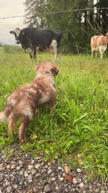 A curious and playful puppy intently watches cows peacefully grazing in a lush green pasture beneath a cloudy sky