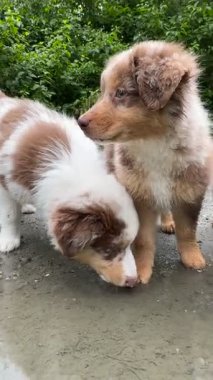 Two adorable and playful puppies are joyfully exploring the wonders of nature, engaging in fun activities near water