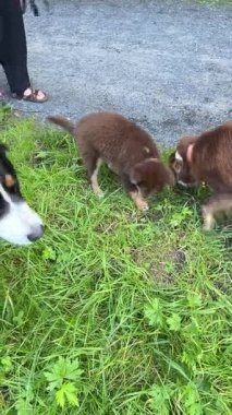 Two playful brown puppies explore lush grass with their curious companion in a serene outdoor setting
