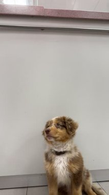 A charming puppy sitting quietly, showcasing its fluffy fur and playful demeanor in a kitchen setting.