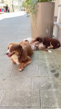 Two playful dogs are lounging comfortably on the warm pavement, embodying the true essence of leisure and friendship