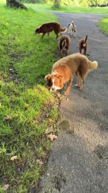 A joyful group of happy dogs is happily enjoying a leisurely stroll along a beautiful scenic park path