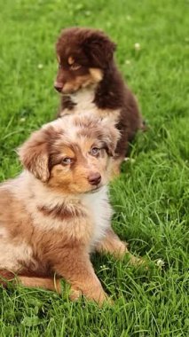 Two puppies are sitting on the grass, one is brown and the other is white. They are looking at the camera with their eyes wide open