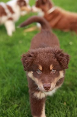 Kahverengi ve beyaz köpek kameraya bakıyor. Köpek yeşil çimen tarlasında duruyor.