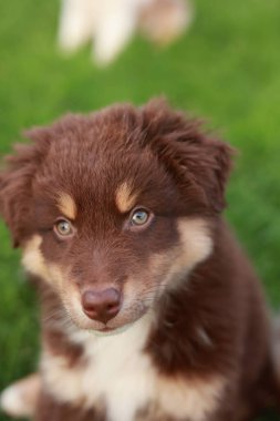 Brown and white dog with a blue eye is sitting on the grass. The dog has a cute and innocent expression on its face