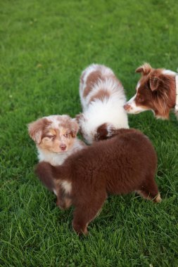Otlak bir alanda üç yavru köpek oynuyor. Yavrulardan biri kahverengi ve beyaz, diğer ikisi de kahverengi ve beyaz.