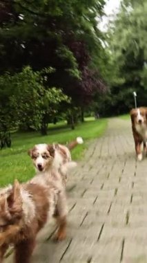 Three dogs are running on a brick path in a park. The dogs are brown and white. Scene is playful and energetic