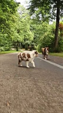 Dog is walking on a road with other dogs behind it. The dogs are brown and white