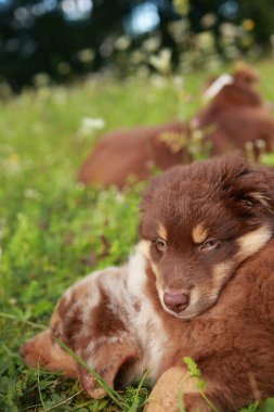 Kahverengi ve beyaz köpek çimlerin üzerinde yatıyor. Köpek, kameraya bakıyor. Çimler yeşil, çiçekler sarı.