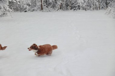 Köpek, dili dışarıda karda koşuyor. Köpek kahverengi ve beyazdır. Kar beyaz ve zemin karla kaplı.