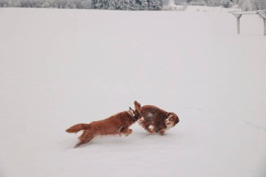 İki köpek karda oynuyorlar. Biri kahverengi ve diğeri beyaz. Beyaz köpek kahverengi köpeği kovalıyor.