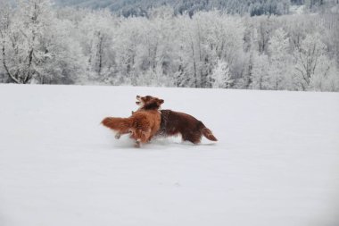 Karda oynayan iki köpek. Biri kahverengi ve diğeri beyaz. Kahverengi köpek beyaz köpeği kovalıyor.