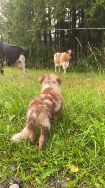 A curious puppy watches cows grazing in a lush field, capturing a charming rural moment that delights all