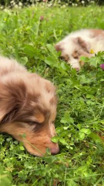 İnanılmaz derecede sevimli iki köpek yavrusu yemyeşil bir çayırda canlı çiçeklerle dolu bir tarlada uyuyorlar.