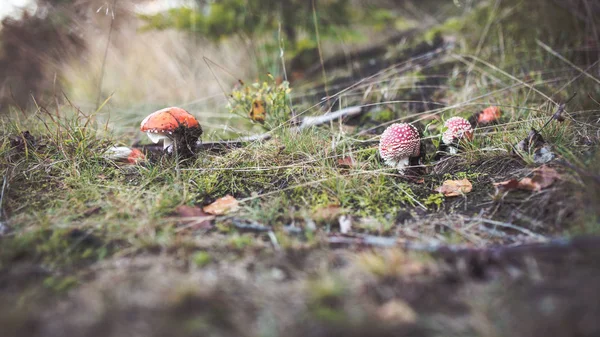 Amanita çim gizli mantar. Autunm sezon için malzeme çekme.