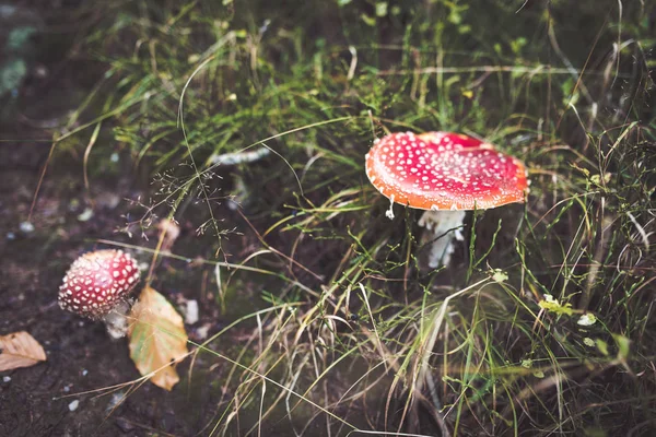Amanita mushrooms hidden in grass. Autunm season for picking.