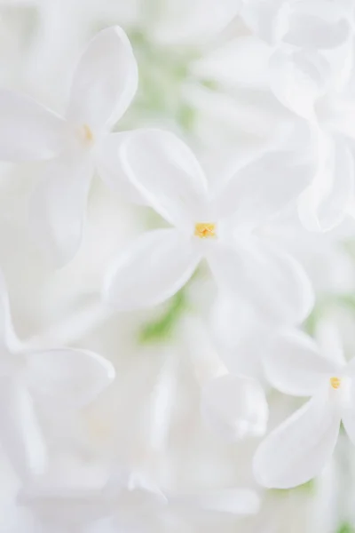 Beyaz Lila çiçek yakın çekim