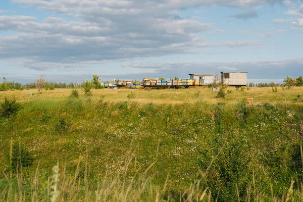 Bir alanın ortasında arı kovanı, arı kovanları