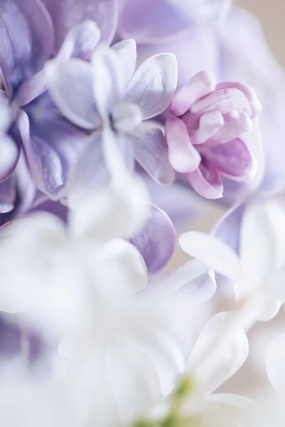 Beyaz Lila çiçek yakın çekim
