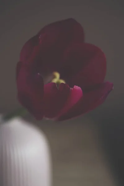 bir vazoda koyu kahverengi zemin üzerine koyu kırmızı lale