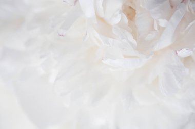 Beyaz peonies yakın çekim, makro