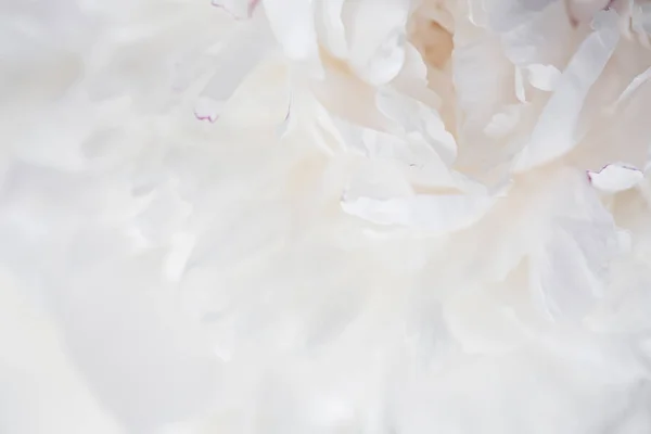 Beyaz peonies yakın çekim, makro
