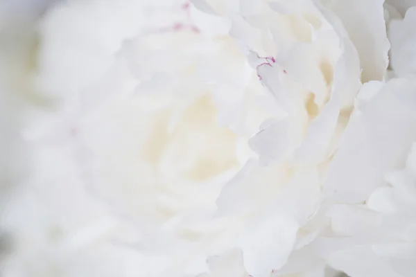 Beyaz peonies yakın çekim, makro