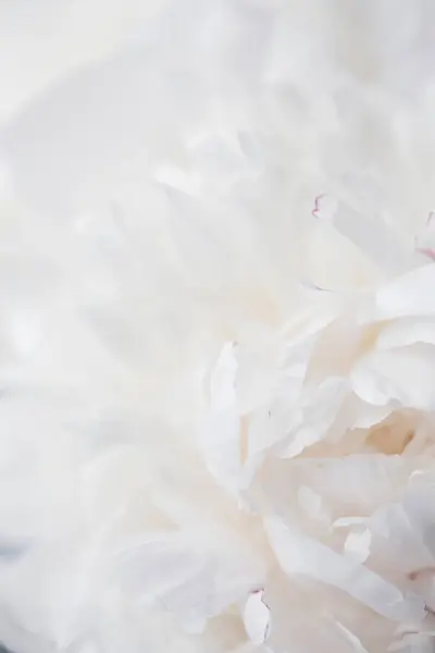Beyaz peonies yakın çekim, makro