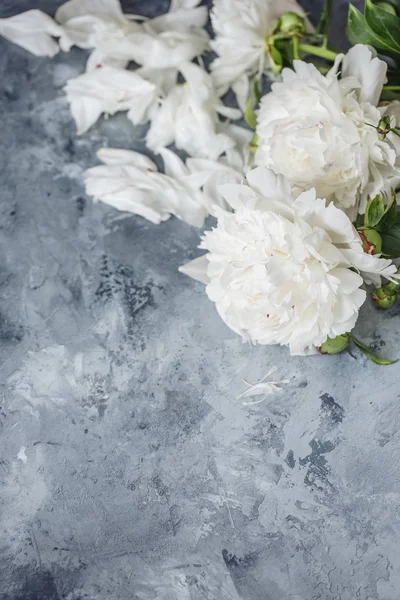 gri bir arka plan üzerinde beyaz peonies