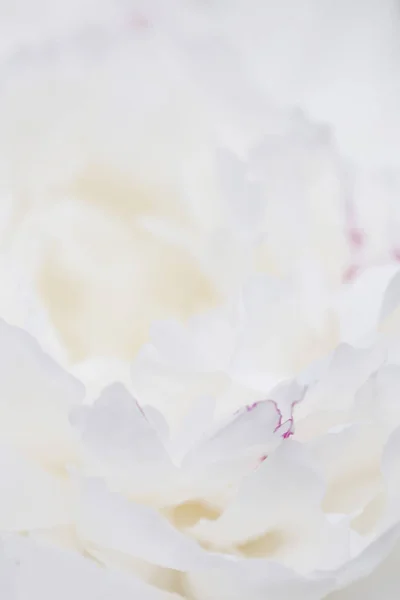 Beyaz peonies yakın çekim, makro