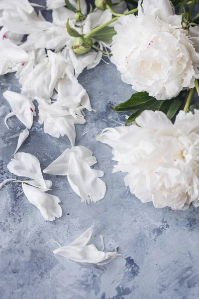 gri bir arka plan üzerinde beyaz peonies