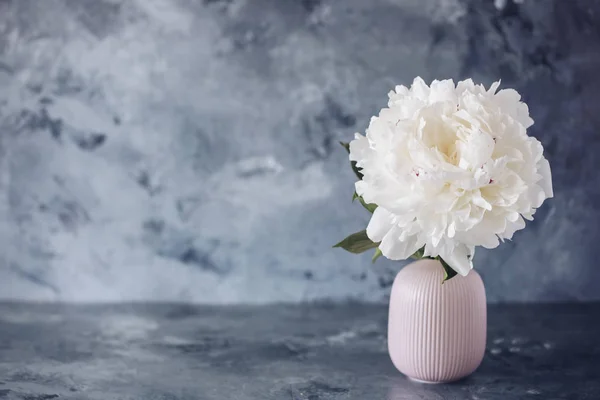 gri bir arka plan üzerinde beyaz peonies