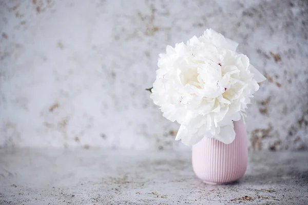 hafif bir arka planda yer yazmak için beyaz şakayık