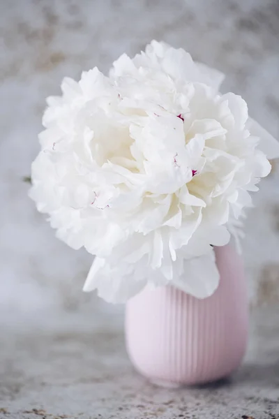 hafif bir arka planda yer yazmak için beyaz şakayık