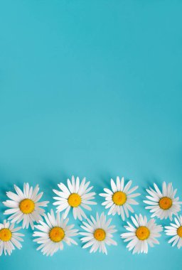 mavi bir arka plan üzerinde papatya