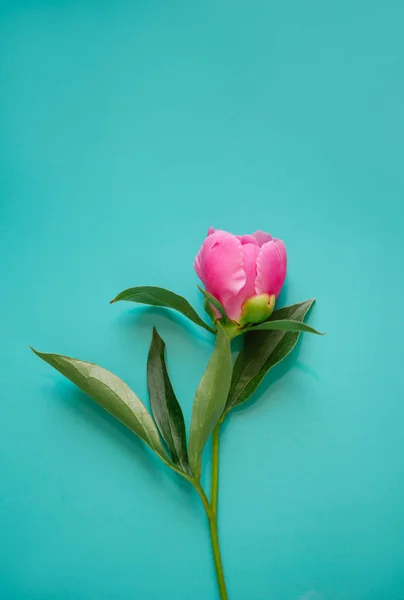 Mavi ülke bahçe tanzimi