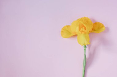 Pembe arka planda sarı çiçekler