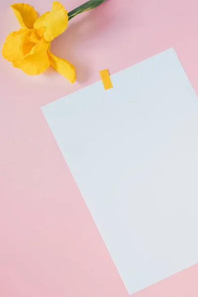 Pembe arka planda sarı çiçekler