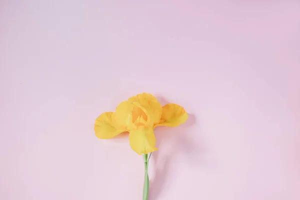 Pembe arka planda sarı çiçekler