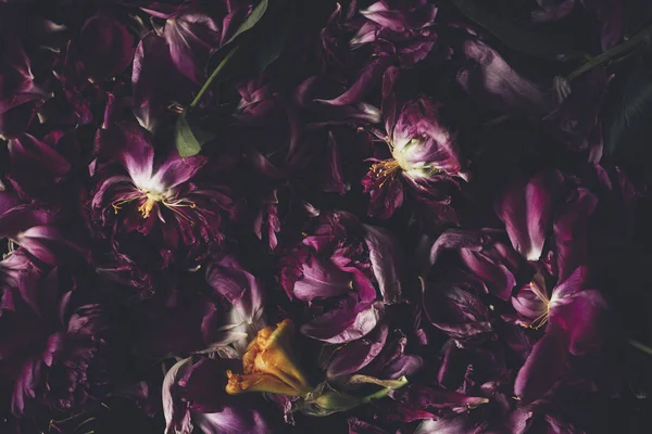 çiçek arka plan, peonies