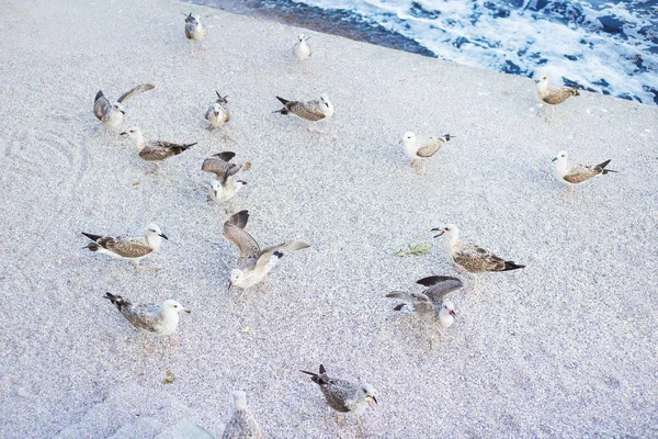 A young girl is feeding a flock of seagulls. Sun, summer, sea. — Stock Photo, Image