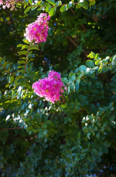 Belles fleurs d'été au soleil — Photo