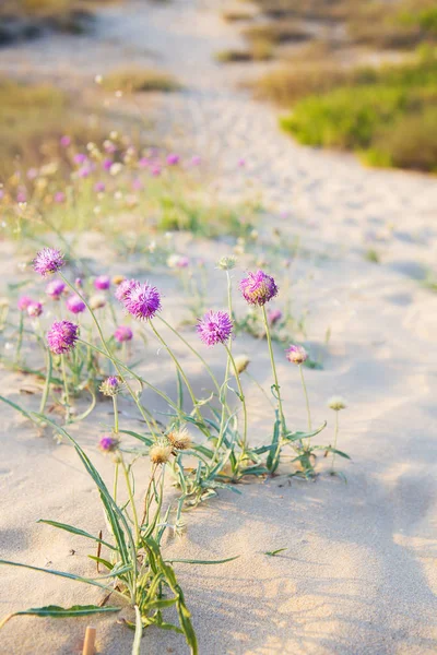 Wunderschöne lila Blumen im Wüstensand — Stockfoto