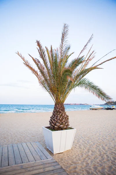 Beautiful palm tree in a pot is on the beach near the sea — Stock Photo, Image