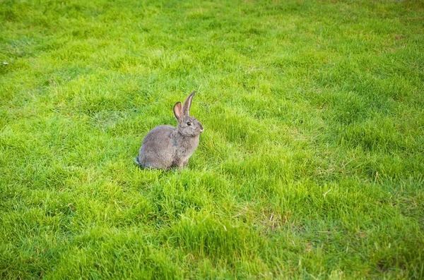 Um coelho come grama no jardim — Fotografia de Stock
