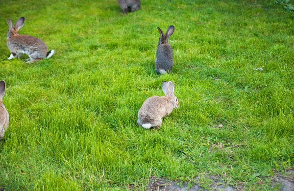 ウサギは、緑豊かな庭園で草を食べる — ストック写真