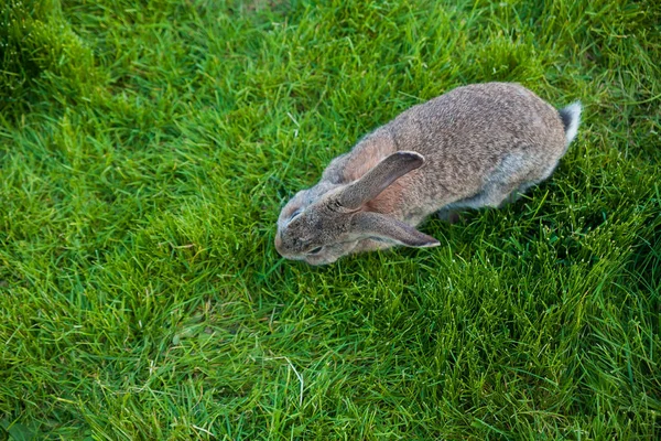 Um coelho come grama na vista do jardim de cima — Fotografia de Stock