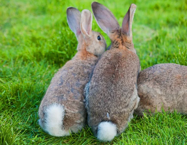 Zwei Hasen Sitzen Grünen Gras Rückansicht — Stockfoto