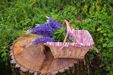 Sepet, ormanda piknik içinde toplanan güzel mor lupines
